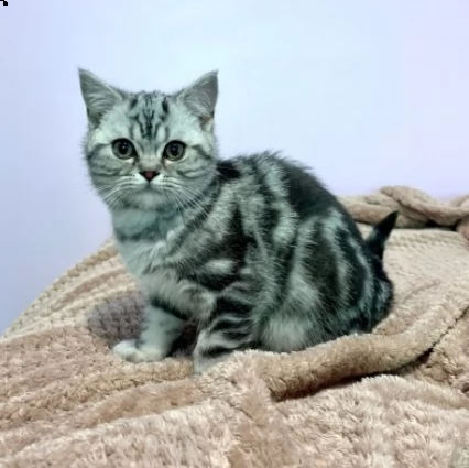 british shorthair blue e silver | Foto 1