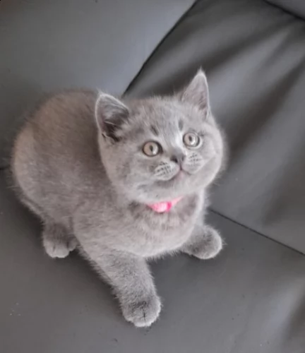 british shorthair blue e silver | Foto 0