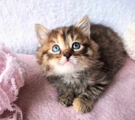 gattini siberiano ipoallergenico | Foto 0