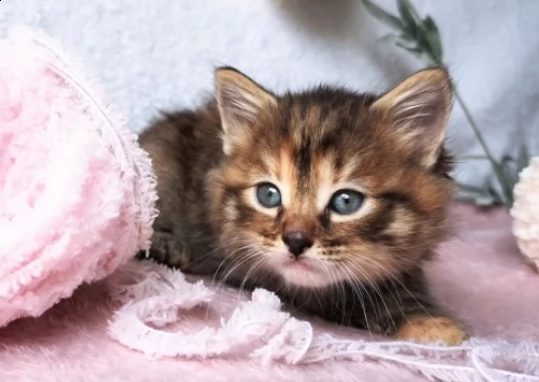 gattini siberiano ipoallergenico