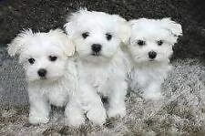 4 cuccioli di maltese toy