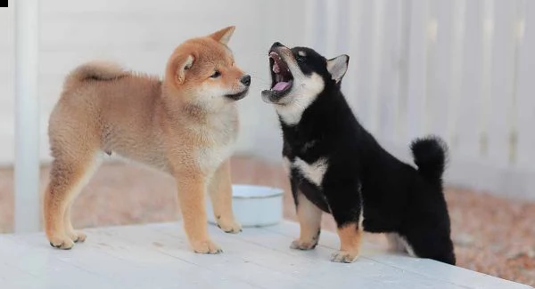 regalo shiba inu cuccioli disponible per l'adozione