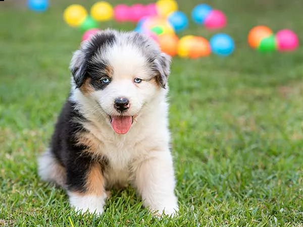 vendita cuccioli pastore australiano 