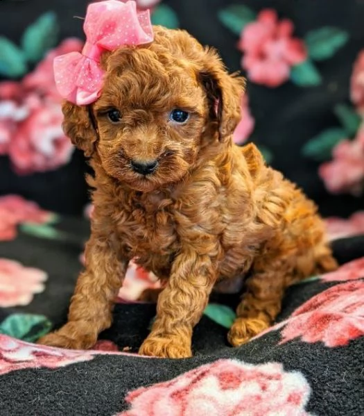 cuccioli di barboncino  femminucce e maschietti disponibili .