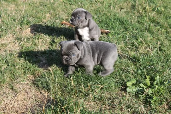 cuccioli bouldog francesi blu enci | Foto 1