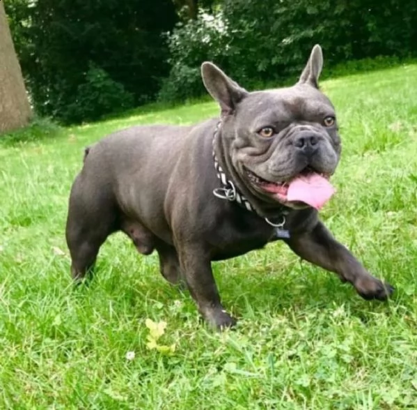 cuccioli bouldog francesi blu enci | Foto 0