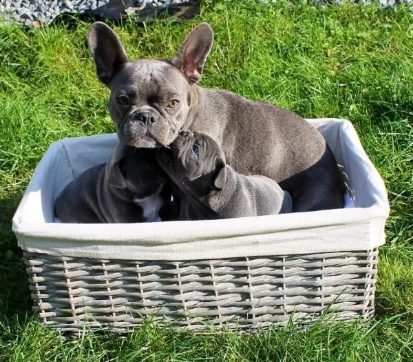 cuccioli bouldog francesi blu enci