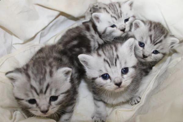 cuccioli british shorthair con pedigree | Foto 5