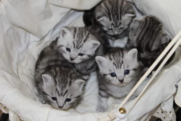 cuccioli british shorthair con pedigree | Foto 3