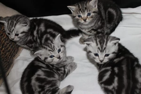 cuccioli british shorthair con pedigree | Foto 1