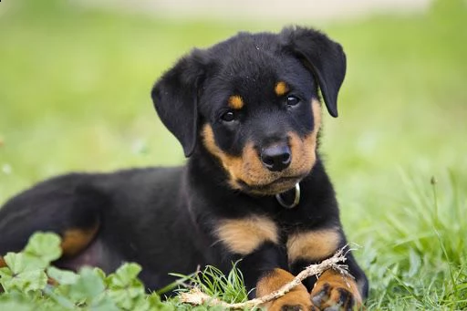 vendita cucciolo cuccioli di rottweiler 