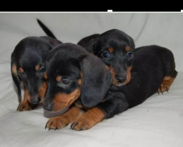 cuccioli di bassotto nano femmine 