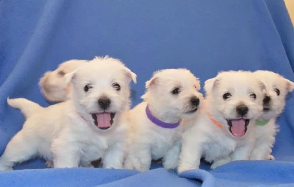 regalo adorabili cuccioli  west highland terrier bianco femminucce e maschietti disponibili