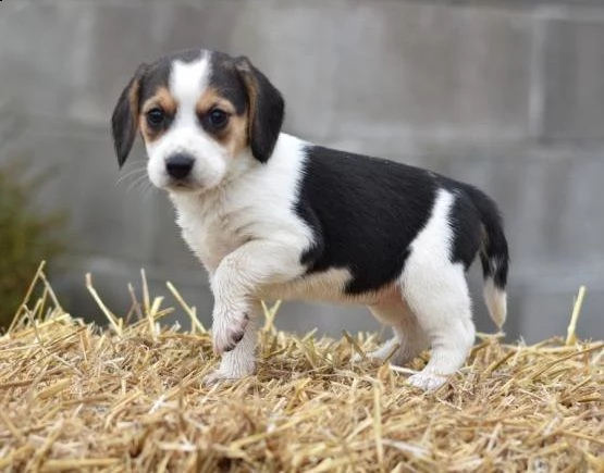 regalo beagle cuccioli meravigliosi ! 