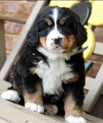 sani cuccioli bovaro del bernese | Foto 0