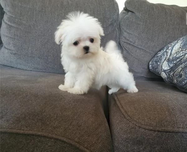 regalo maltese cuccioli meravigliosi ! 