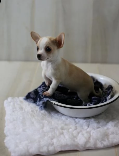 regalo chihuahua cuccioli meravigliosi ! 