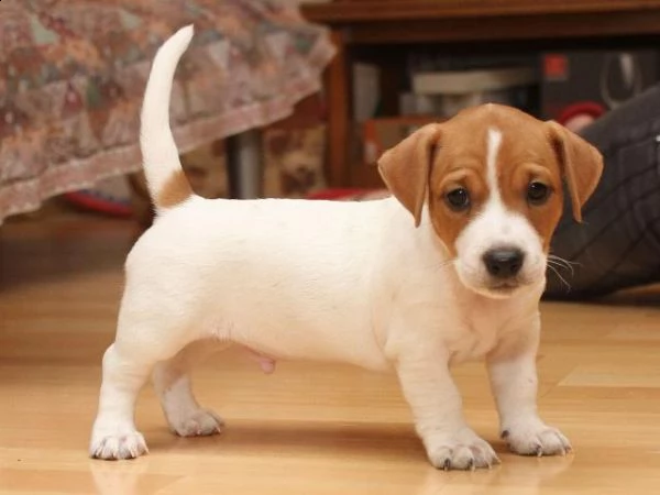 cuccioli di jack russell terrier