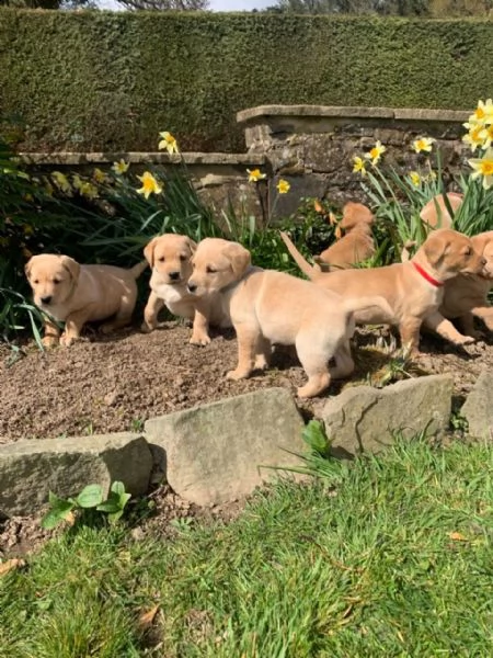 cuccioli di labrador retriever.