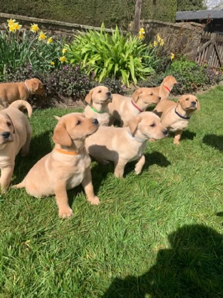 cuccioli di labrador retriever. | Foto 0