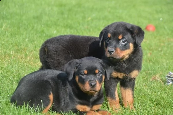 cuccioli rottweiler