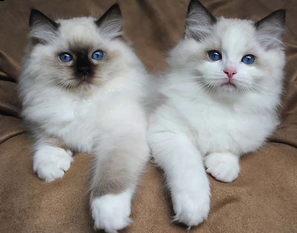 bellissimi gattini ragdoll di razza pura disponibili per l'adozione