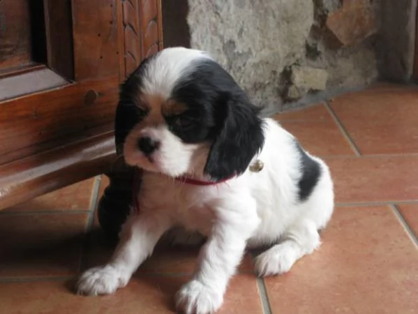 cavalier king cuccioli bicolore