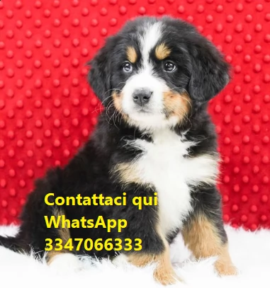 cucciola di bovaro del bernese di 4 mesi