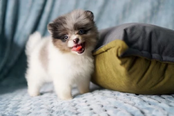 regalo pomerania cuccioli (maschio e femmina)