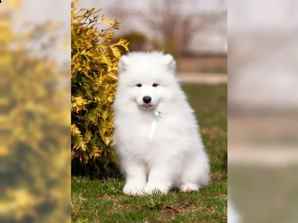 vendere cuccioli di samoiedo premurosi e affettuosi | Foto 0