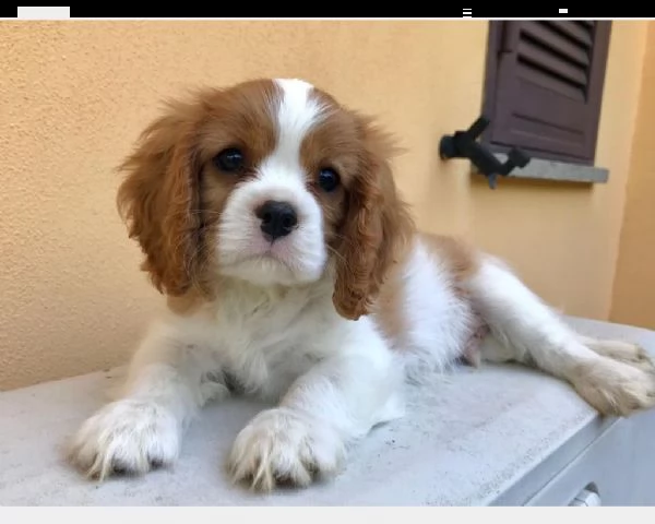 cavalier king cuccioli