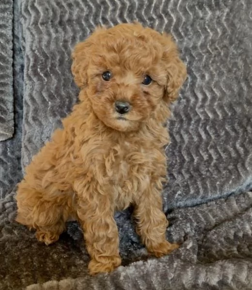  cuccioli di barboncino  femminucce e maschietti disponibili .