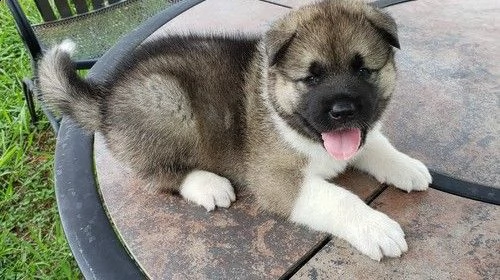 fantastici cuccioli di akita maschi e femmine