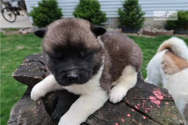 fantastici cuccioli di akita maschi e femmine | Foto 0