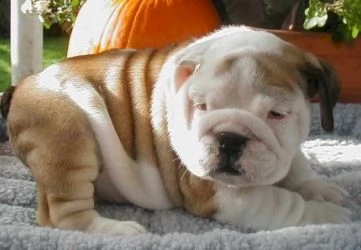 vendita bulldog inglese dolci cuccioli