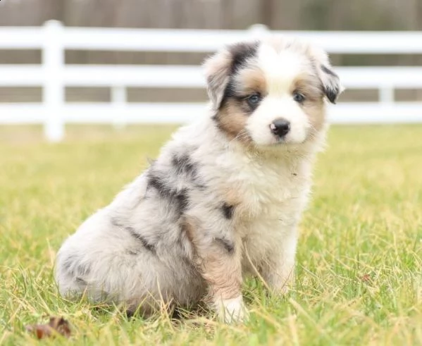 regalo adorabili cuccioli pastore australiano 