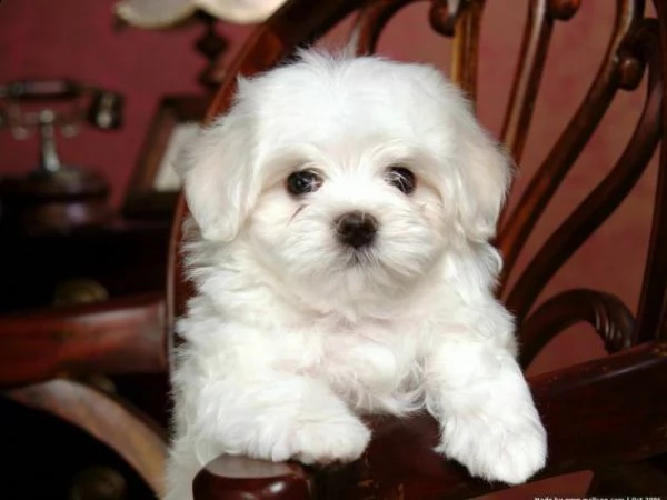 cucciolo maltese favoloso toy