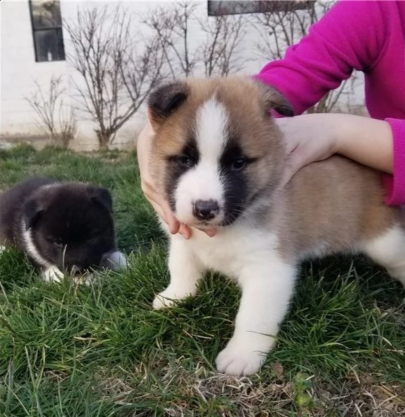 regalo akita cuccioli meravigliosi ! 