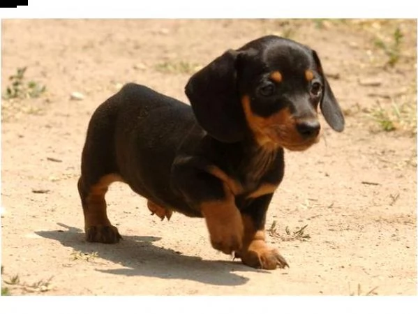 cuccioli di bassotto nano femmine 