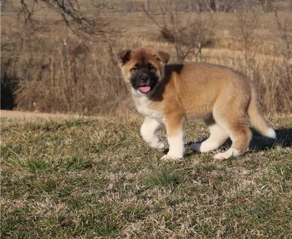 regalo akita cuccioli meravigliosi ! 