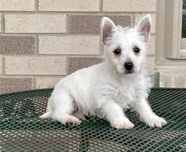 regalo adorabili cuccioli  west highland terrier bianco femminucce e maschietti disponibili