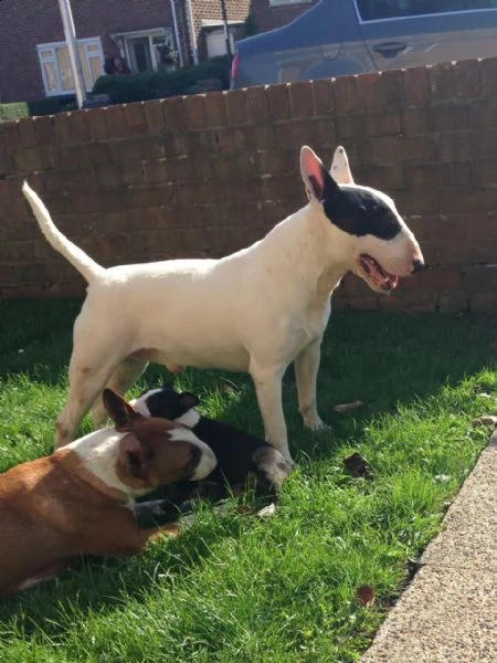 cuccioli di bull terrier miniature di alta genealogia | Foto 6