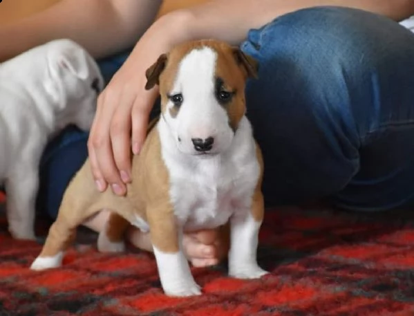 cuccioli di bull terrier miniature di alta genealogia