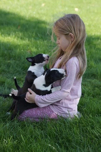 cuccioli di bull terrier miniature di alta genealogia | Foto 4