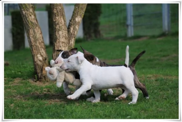 cuccioli di bull terrier miniature di alta genealogia | Foto 2