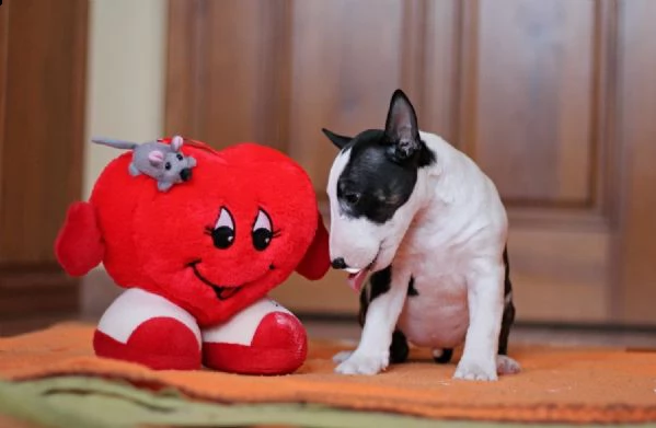 cuccioli di bull terrier miniature di alta genealogia | Foto 1