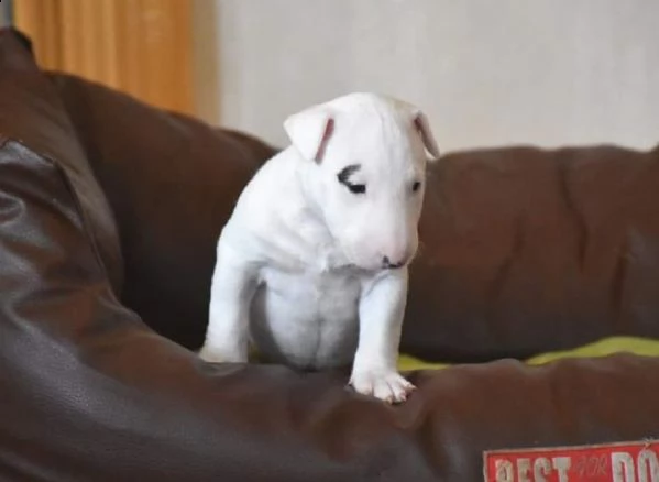 cuccioli di bull terrier miniature di alta genealogia | Foto 0