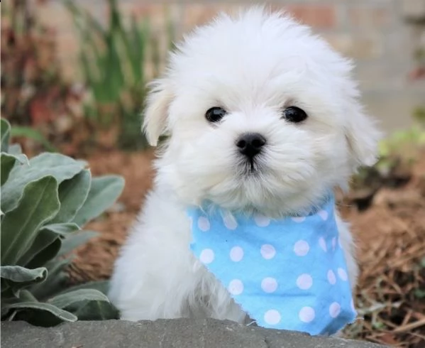 regalo maltese cuccioli meravigliosi ! 