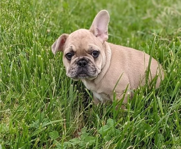 cuccioli di bulldog francese per l'adozione