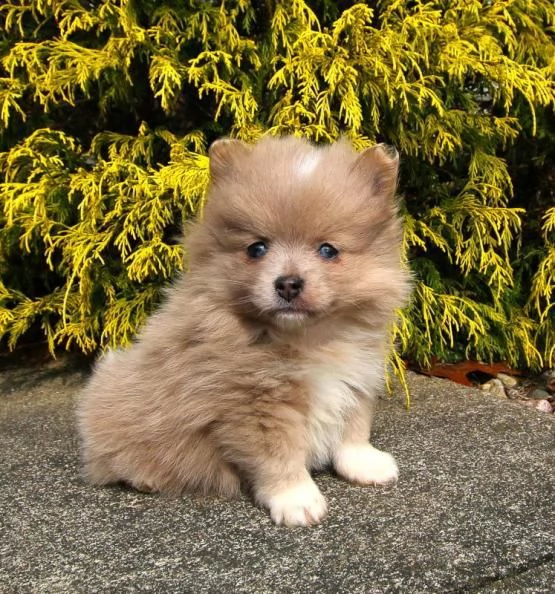 regalo pomerania cuccioli (maschio e femmina)